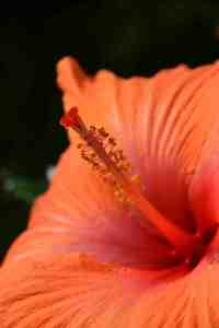 Hibiscus