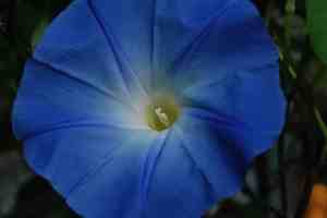 Ipomoea