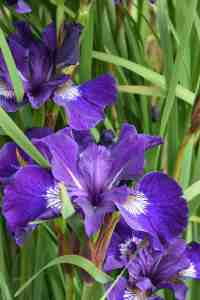 Iris