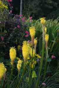 Kniphofia