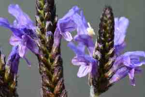 Lavendula