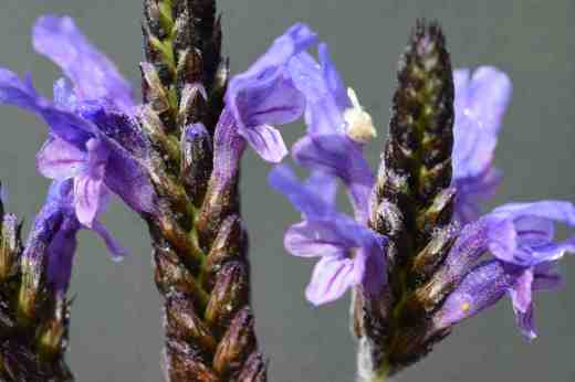lavendula