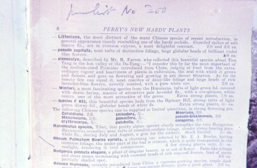 myddelton rheum palmatum catalgue perrys