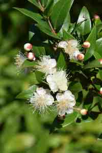 Myrtus communis