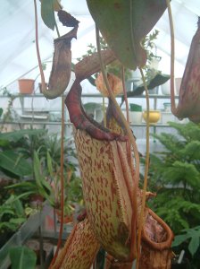 Nepenthes