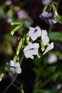Nicotiana