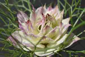 Nigella