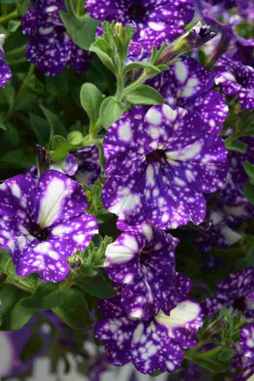 petunia Night Sky