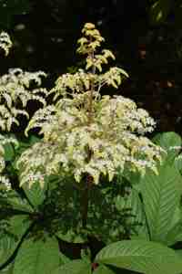 Rodgersia