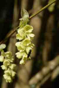 Stachyrus