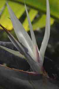 Strelitzia