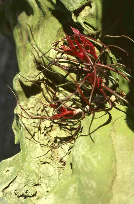 Tillandsia bulbosa