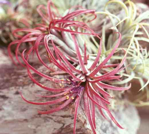 Tillandsia ionantha