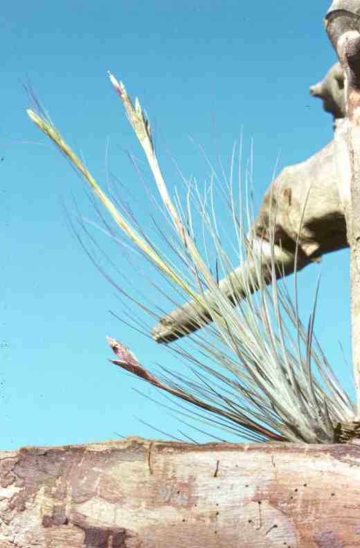 Tillandsia juncea
