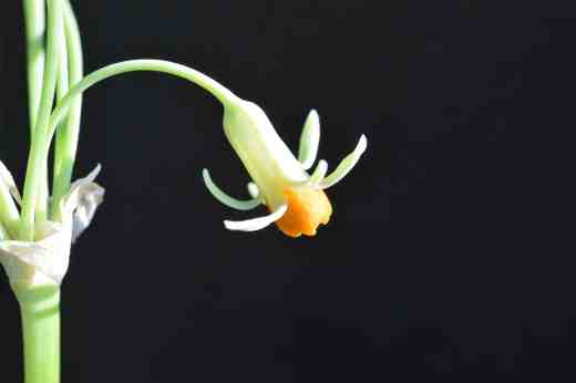 tulbaghia acutiloba copy