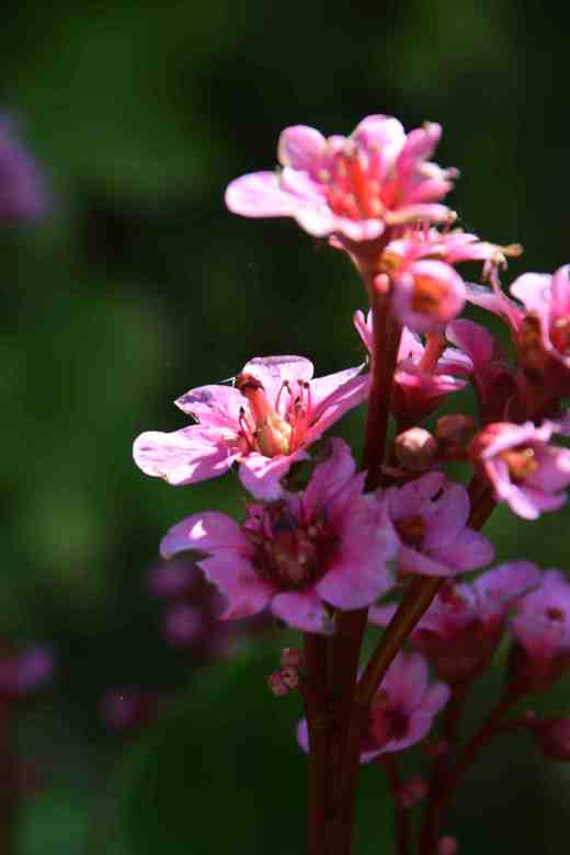 bergenia-autumn-magic