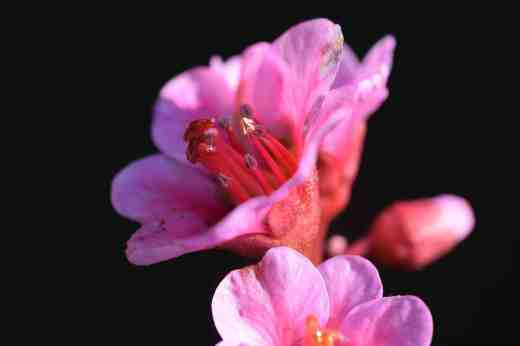 bergenia-autumn-magic2