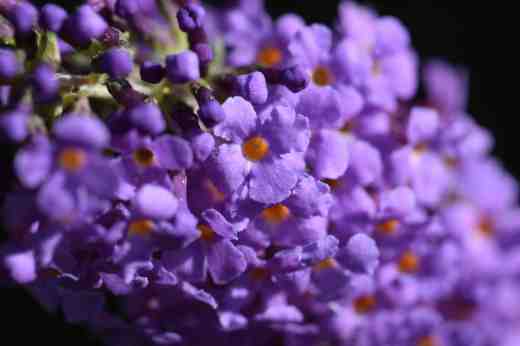 buddleia-blue-chip