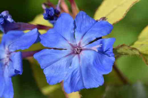 ceratostigma sapphire ring