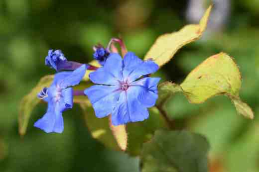 ceratostigma sapphire ring2