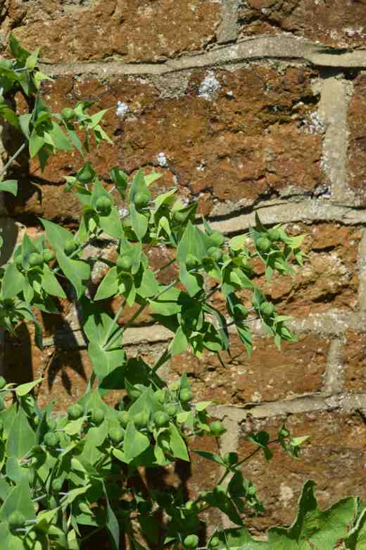 euphorbia-lathyrus-2-copy