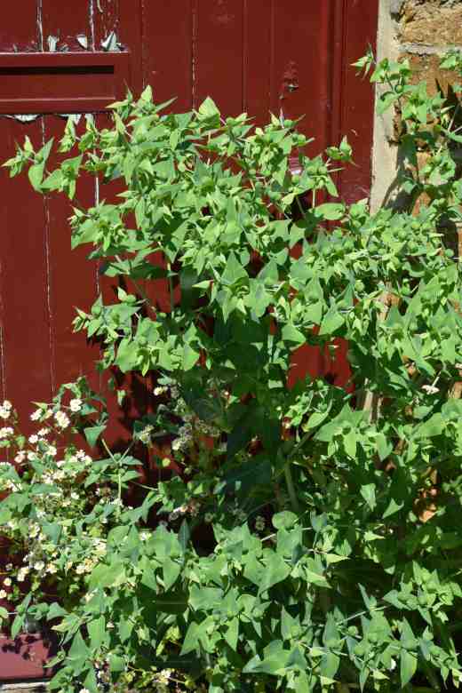 euphorbia-lathyrus-copy