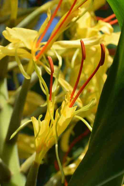 hedychium gard? 3