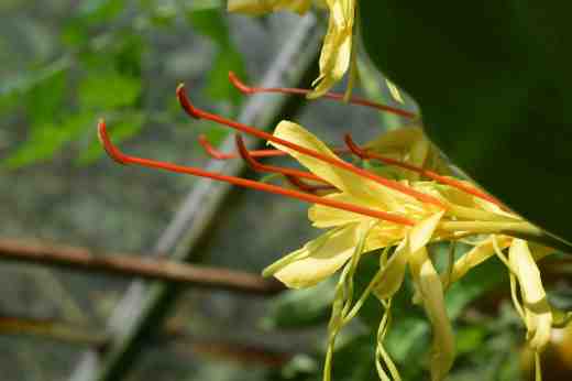 hedychium gard? 4