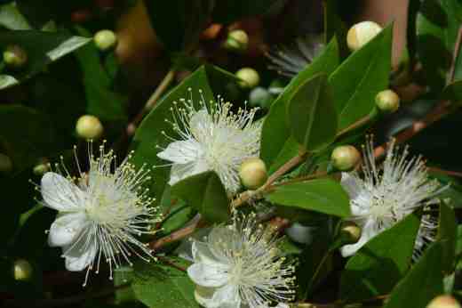 myrtus communis