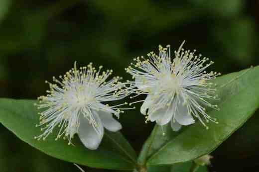 myrtus communis2