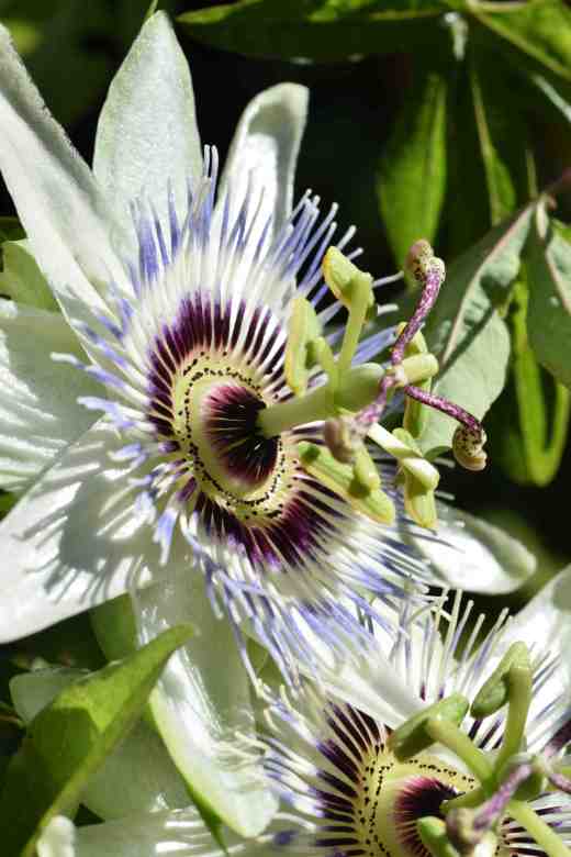 passiflora-white-li2