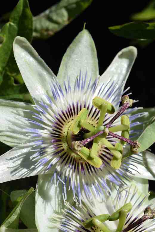 passiflora-white-li3