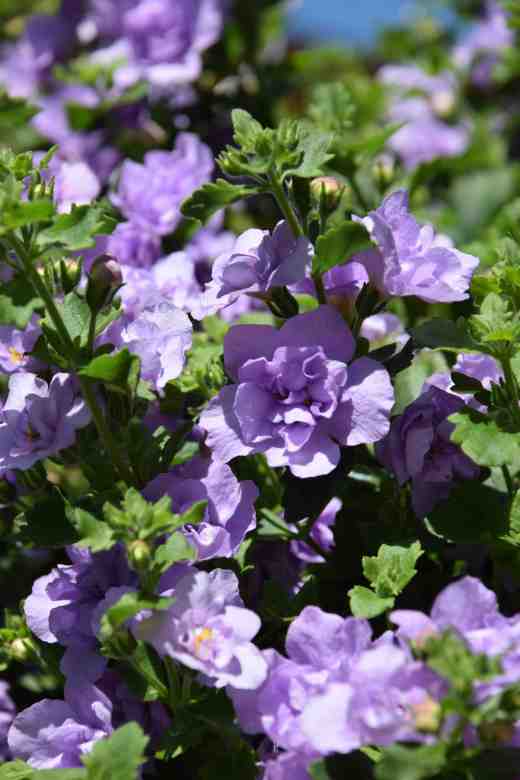 The fairly remarkable 'Scopia Double Ballerina Lavender'