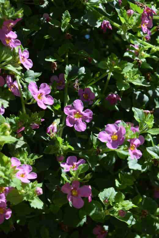 Bacopa 'Scopia Great PInk Beauty'