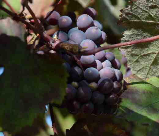 vitis-vinifera-purp2