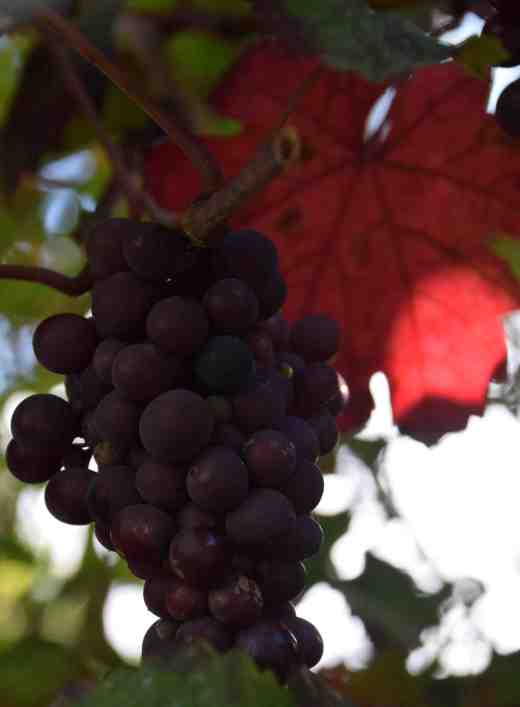 vitis-vinifera-purp4