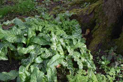 arum-italk