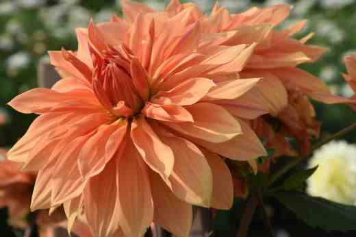 'Babylon Bronze' is a modern, commercial variety with large (22cm) flowers on large plants up to 1.2m high. Nice colour