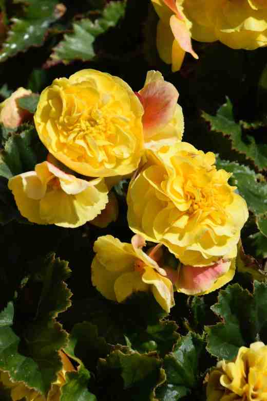 begonia-f1-fortune-yellow-copy