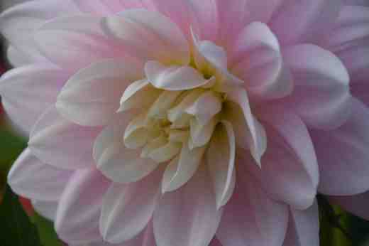 'Brackenridge Ballerina'. If I had to choose a flower type I would go for the Waterlily every time - i like the looser blooms and they are so good for cutting. This one is pastel coloured and small-flowered (15-20cm) and a tall grower, reaching 1.5m