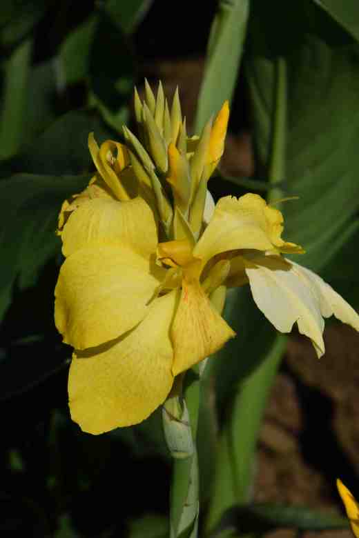 canna-f1-cannova-yellow-copy