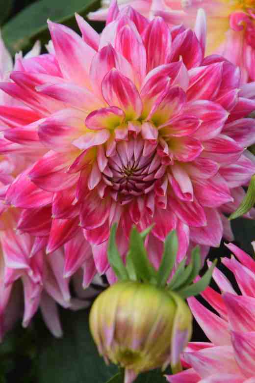 'Cha Cha' is a small (less than 20cm) semi-cactus flower in shades of rich pink and grows to about 1.5m