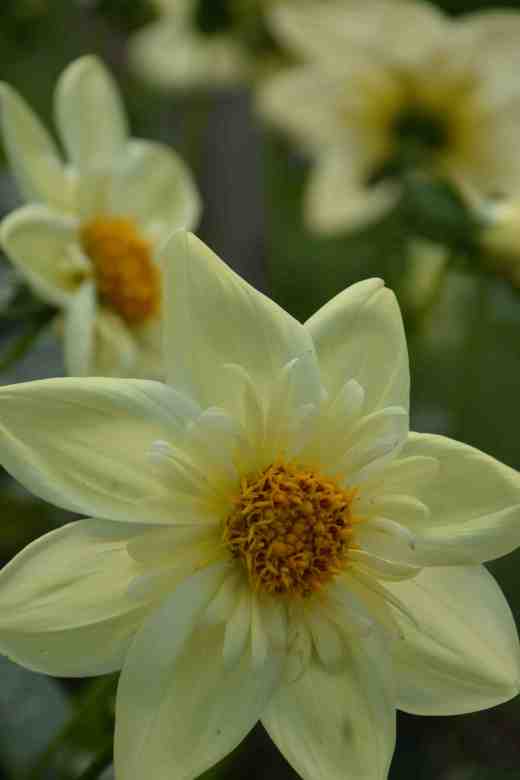 'Clair de Lune'. Love 'em or loathe 'em, collerette dahlias are distinctive and showy. Most have contrasting inner petals but in this one they are more subtle. Large and tall growing at 1.5m