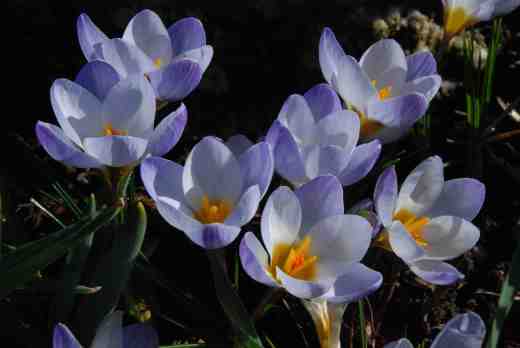 crocus