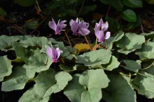 cyclamen-seedlings-0ct-272