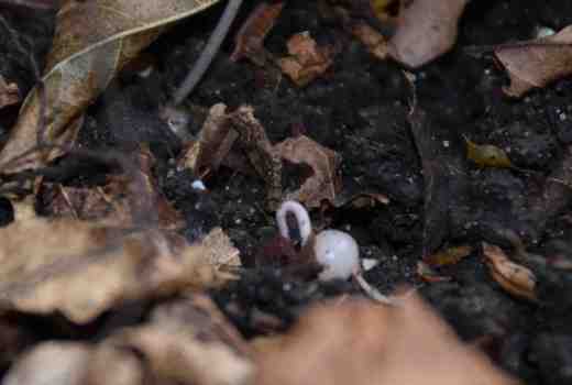 cyclamen-seedlings-0ct-275