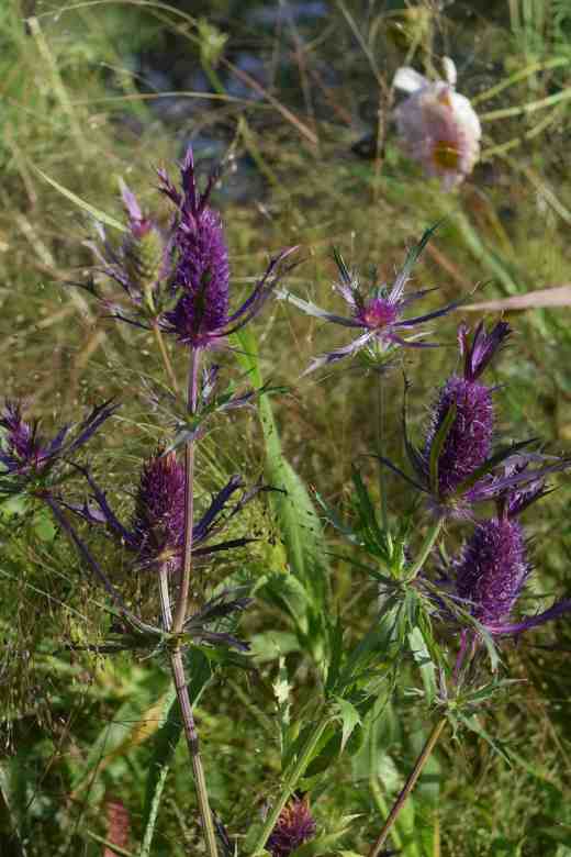 eryngium-leavenworthii-oct6-blog