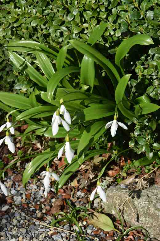 galanthus-ik