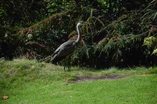 heron-2