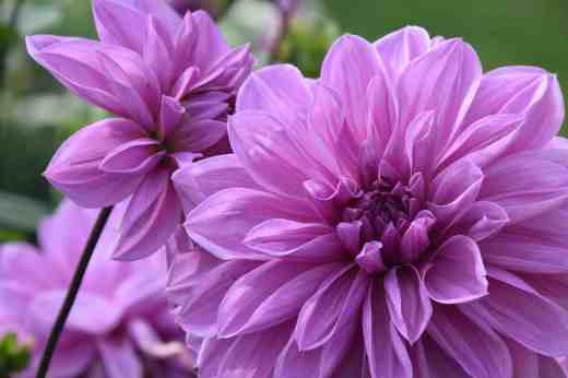 'Lilac Time' The flowers of this Decorative are 15-20cm across and as close to blue as you can get. Despite some curious names there are no blue dahlias.